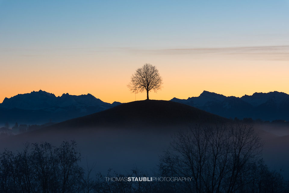 Baum über dem Nebelmeer