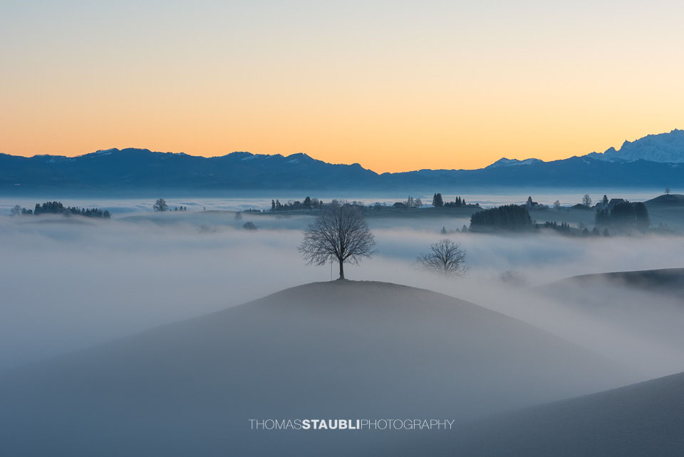 Baum über dem Nebelmeer