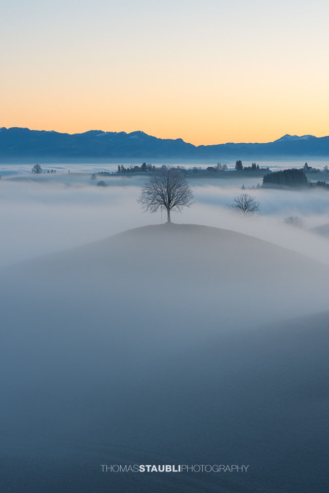 Baum über dem Nebelmeer