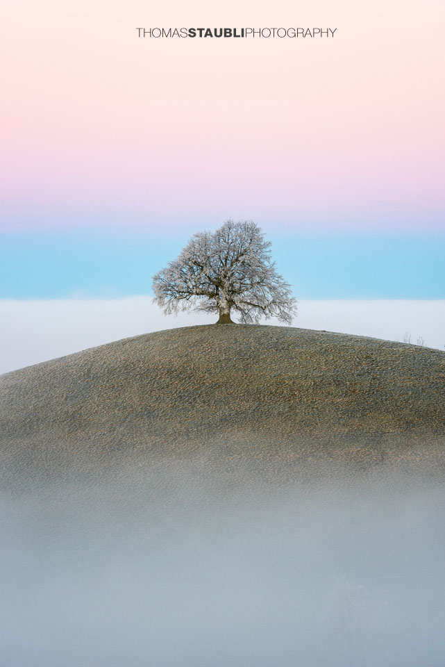 Baum über dem Nebelmeer