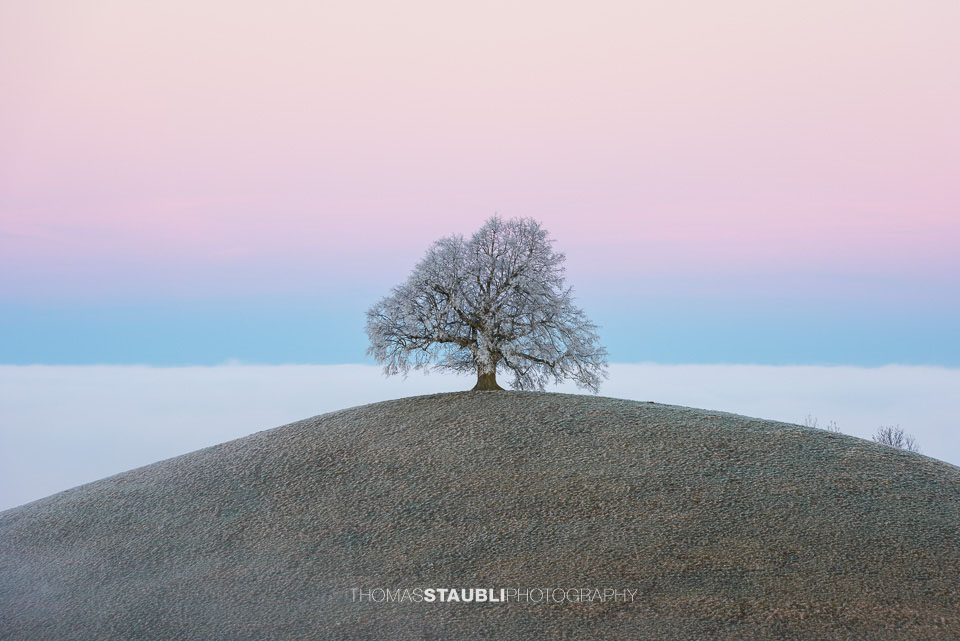 Baum über dem Nebelmeer