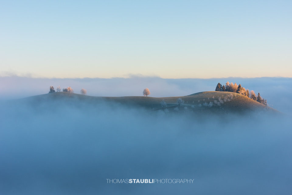 Bäume über dem Nebelmeer
