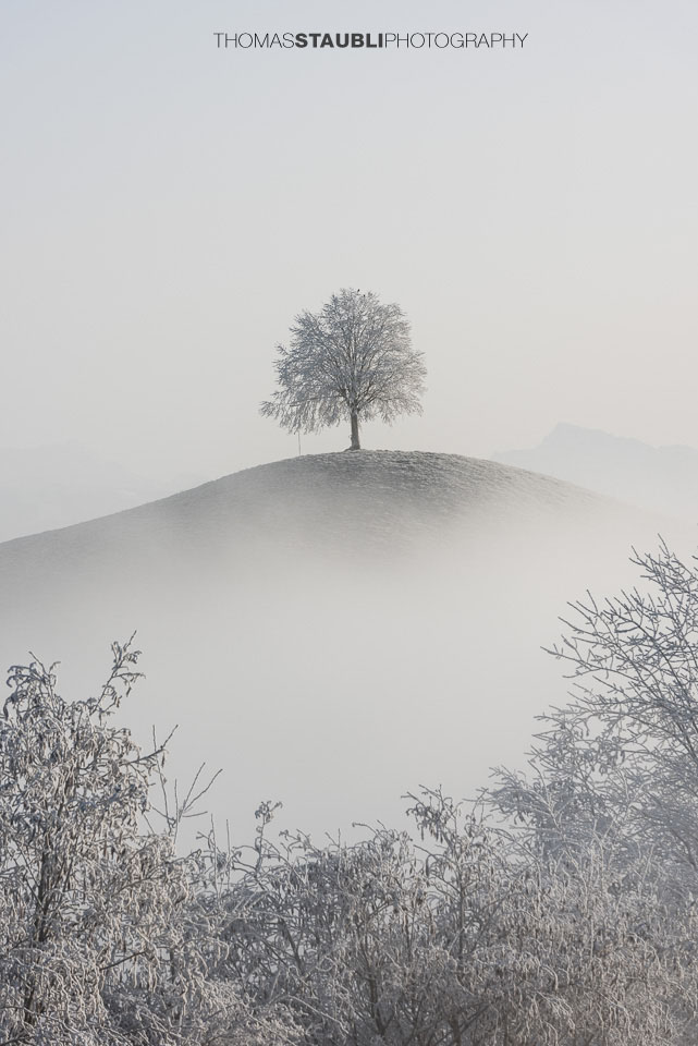 Baum über dem Nebel