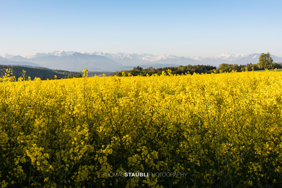 blühende Rapsfelder bei Islisberg