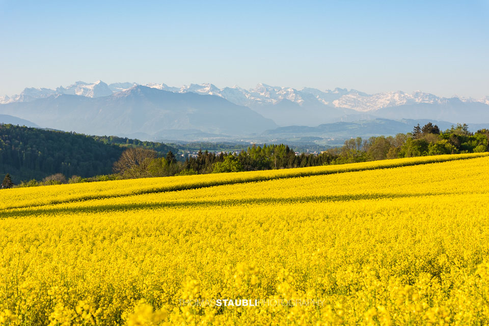blühende Rapsfelder bei Islisberg