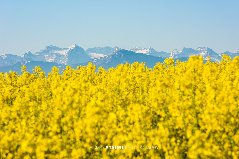 blühende Rapsfelder bei Islisberg