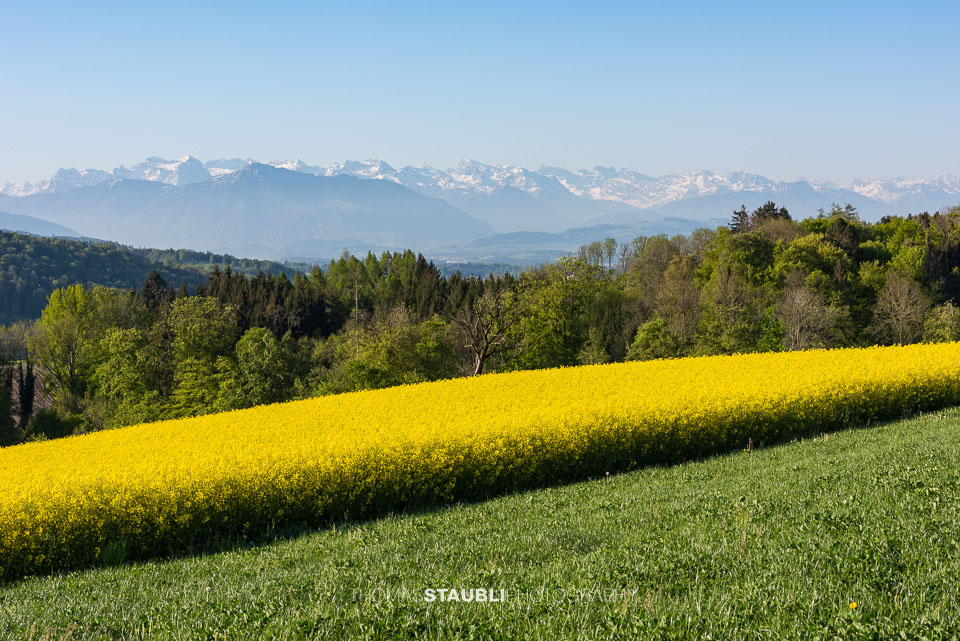 blühende Rapsfelder bei Islisberg
