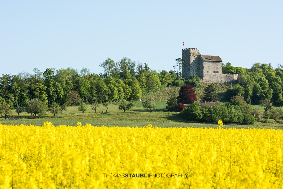 blühende Rapsfelder bei Habsburg
