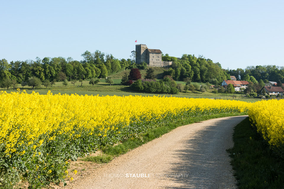 blühende Rapsfelder bei Habsburg