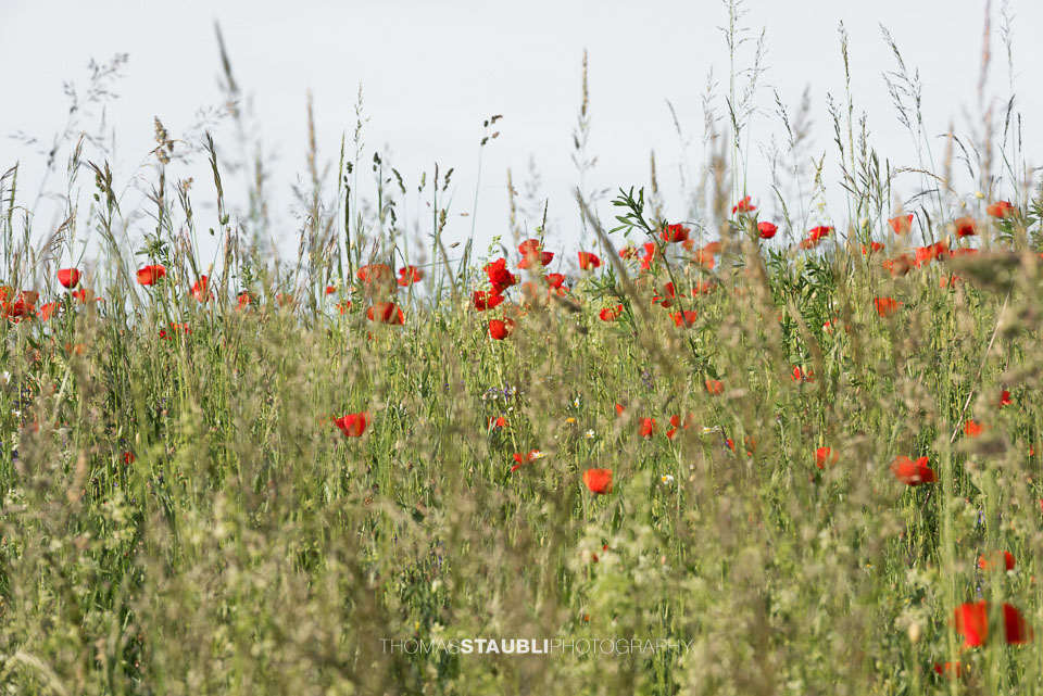 Mohnblumen