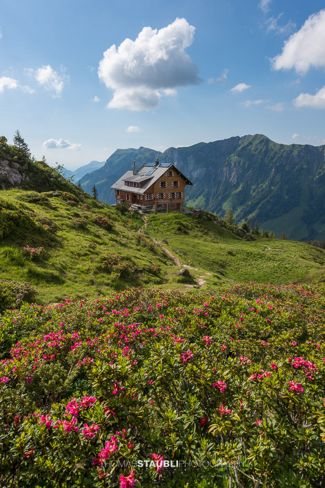 Blühende Alpenrosen auf der Lidernenhütte