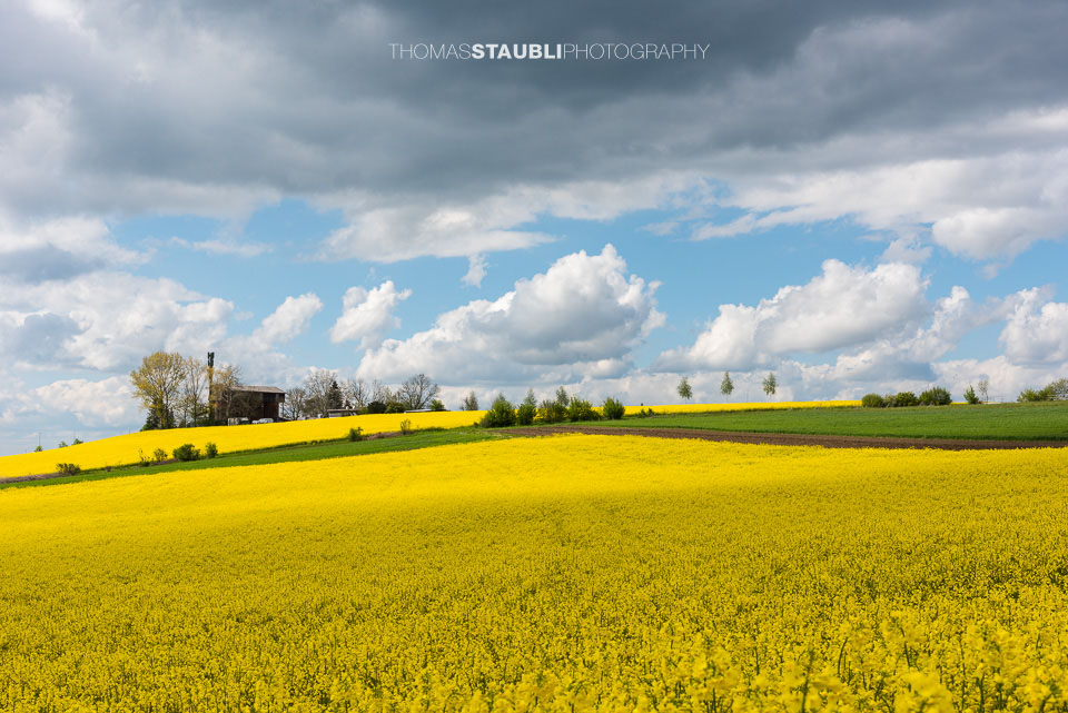 Wolkenhimmel und goldgelb blühende Rapsfelder im Reusstal