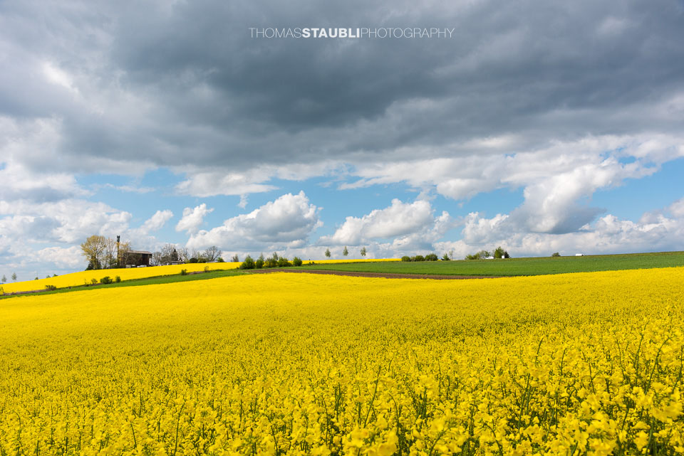 Wolkenhimmel und goldgelb blühende Rapsfelder im Reusstal