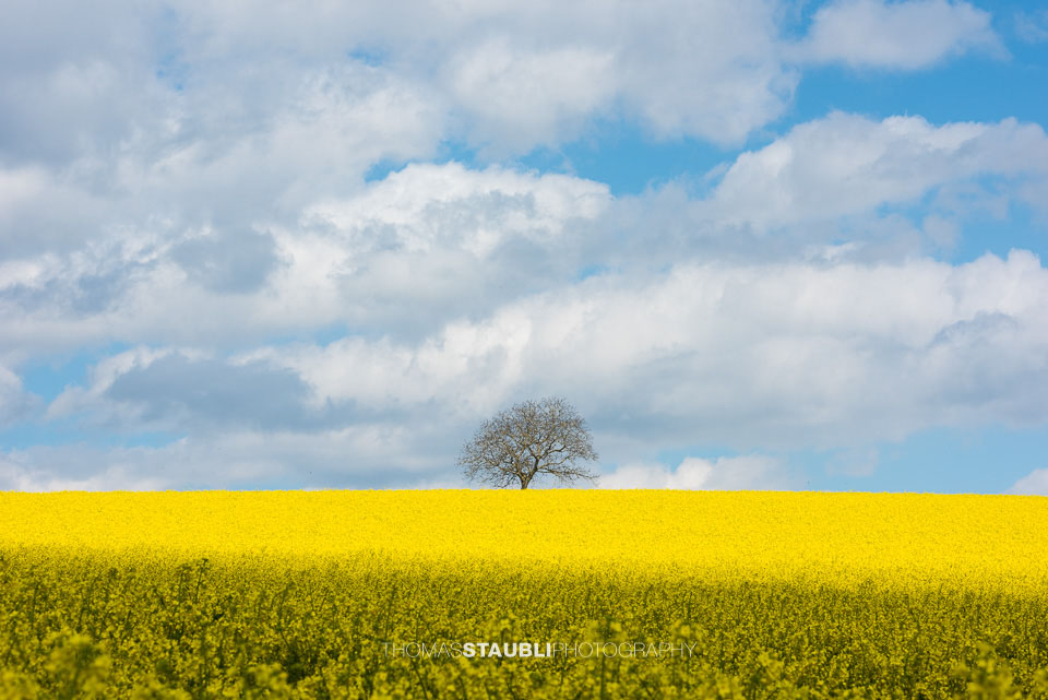 Wolkenhimmel und goldgelb blühende Rapsfelder im Reusstal