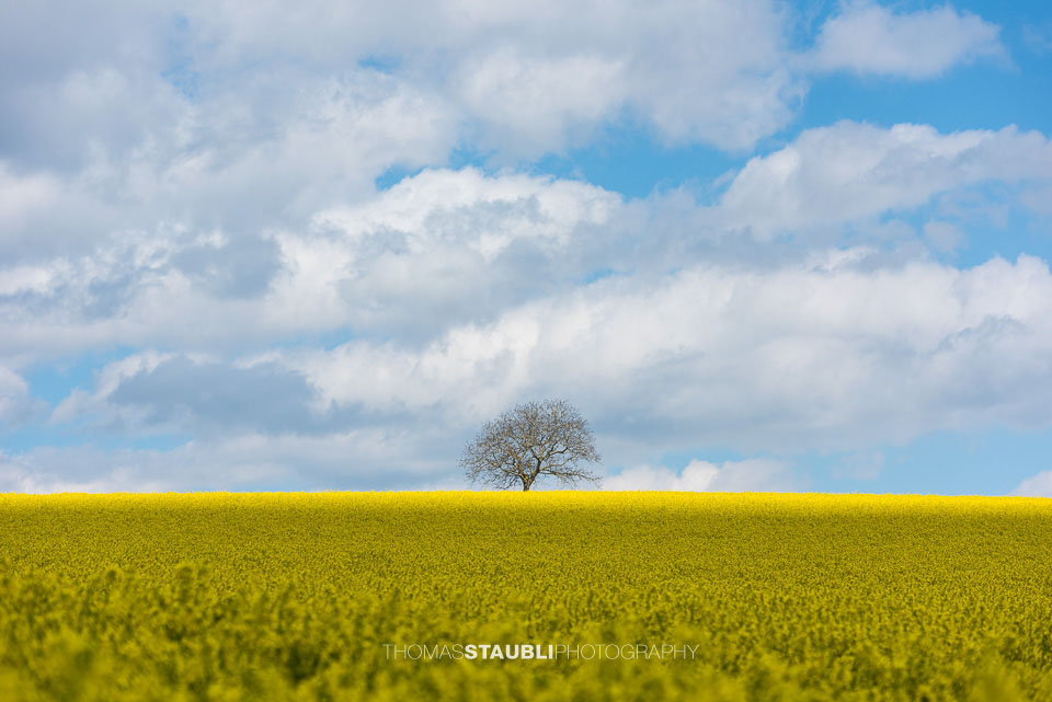 Wolkenhimmel und goldgelb blühende Rapsfelder im Reusstal