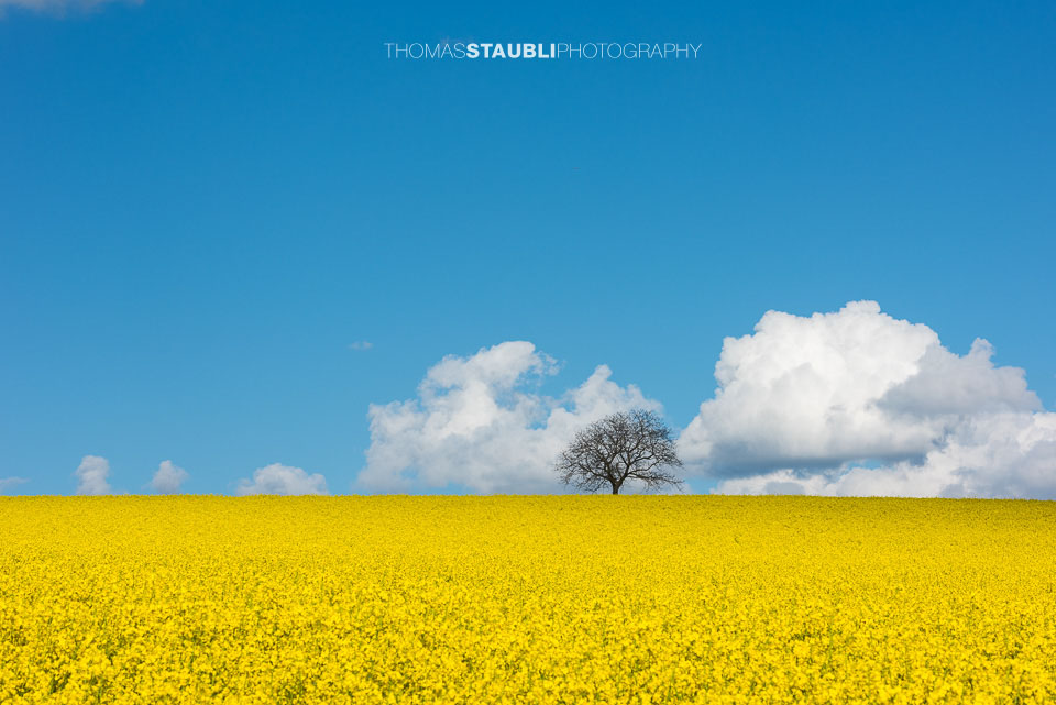 Wolkenhimmel und goldgelb blühende Rapsfelder im Reusstal