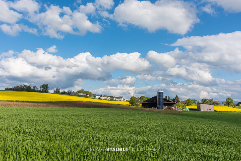 Wolkenhimmel und goldgelb blühende Rapsfelder im Reusstal