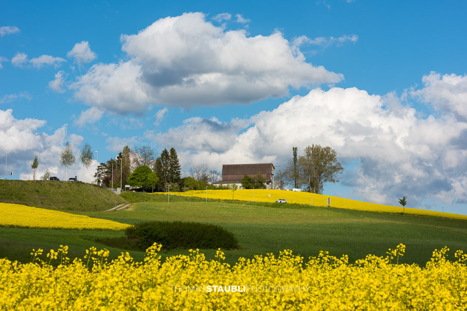 Wolkenhimmel und goldgelb blühende Rapsfelder im Reusstal