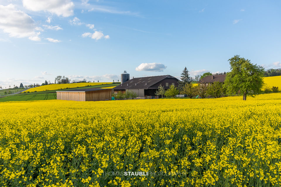 Wolkenhimmel und goldgelb blühende Rapsfelder im Reusstal