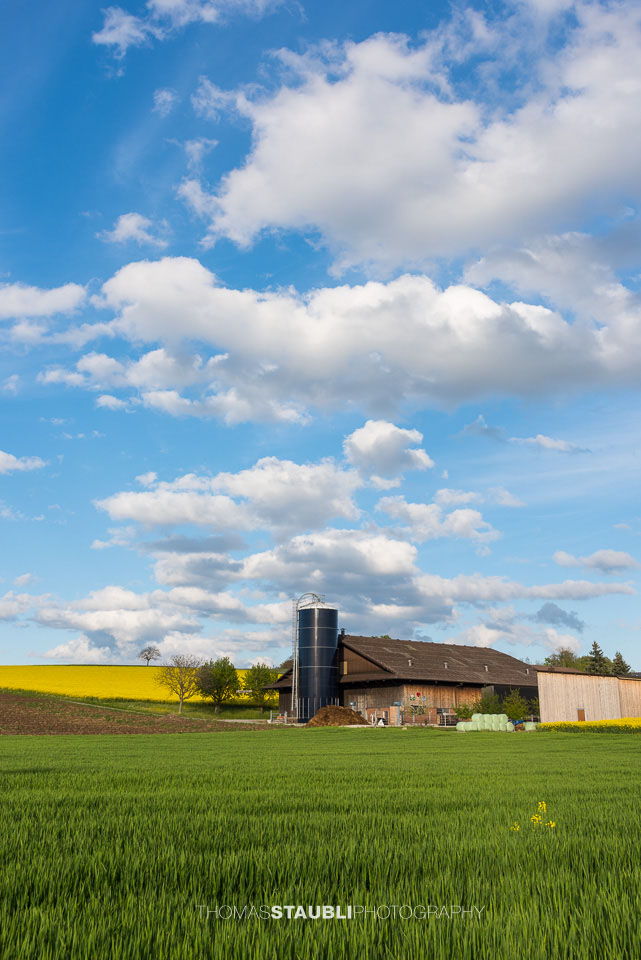 Wolkenhimmel und goldgelb blühende Rapsfelder im Reusstal