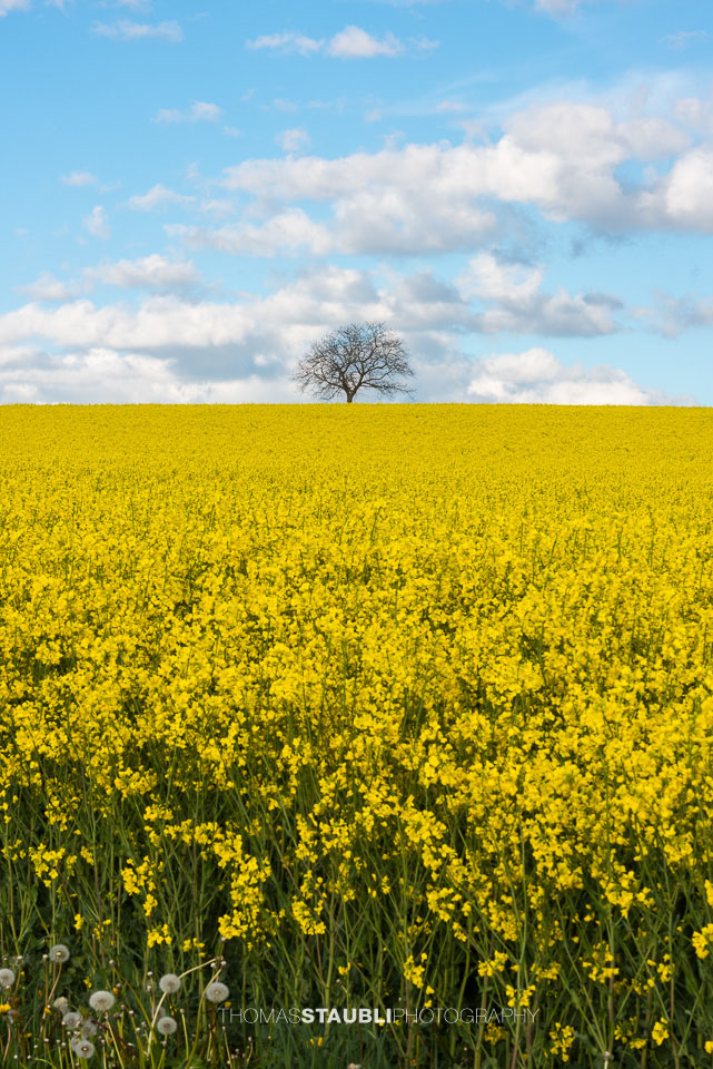 Wolkenhimmel und goldgelb blühende Rapsfelder im Reusstal