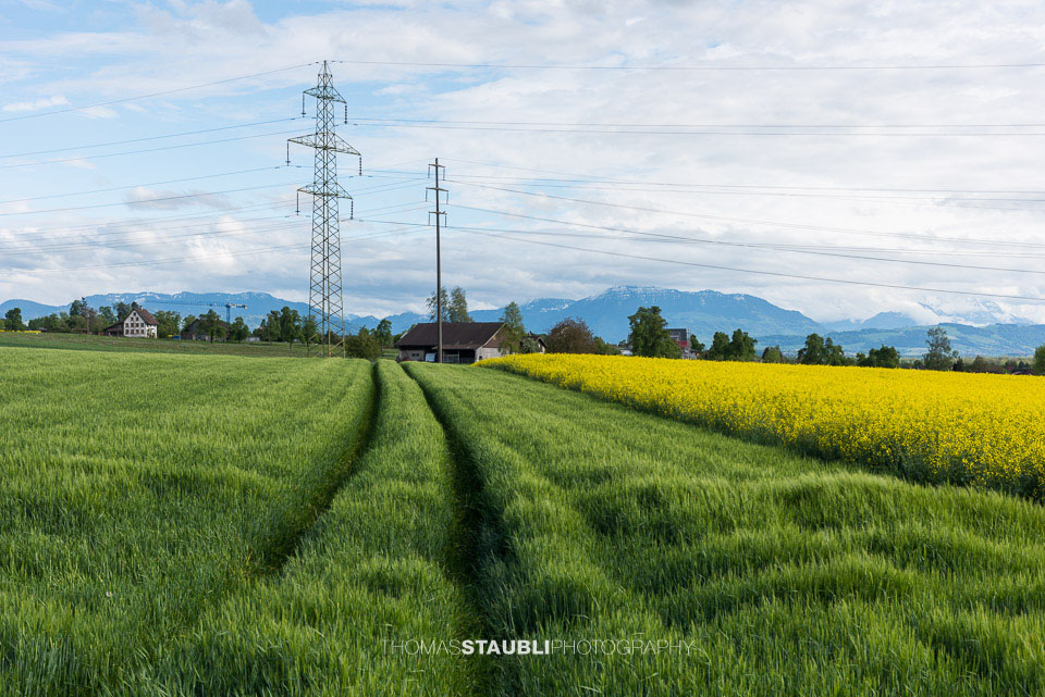 Korn- und Rapsfelder im Reusstal