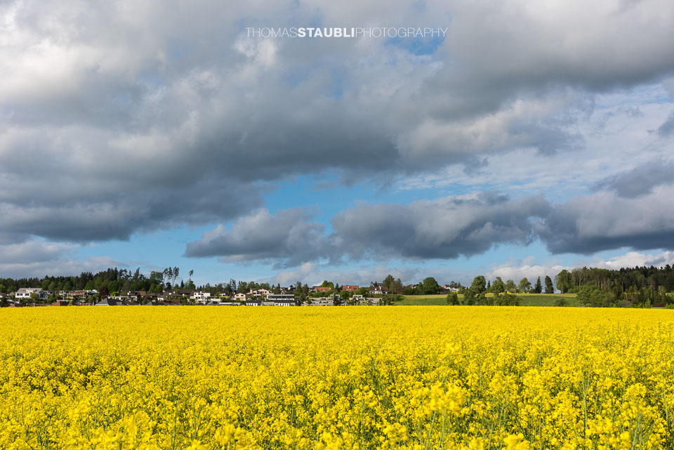blühende Rapsfelder im Reusstal