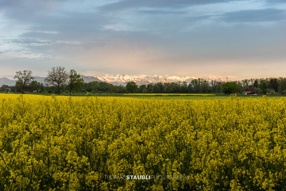blühende Rapsfelder im Reusstal