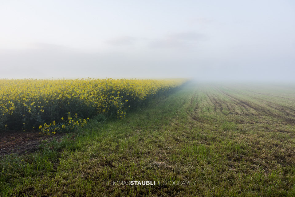 Nebel über den Rapsfeldern im Reusstal