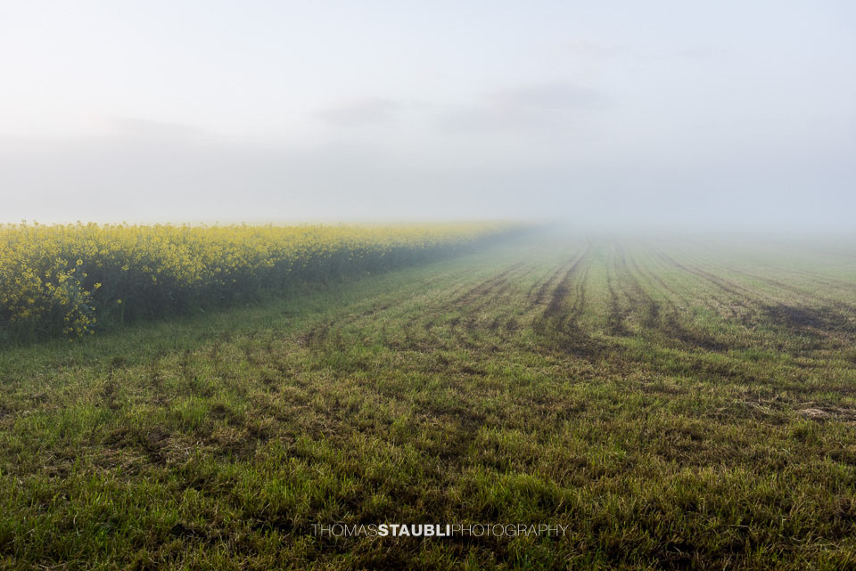 Nebel über den Rapsfeldern im Reusstal