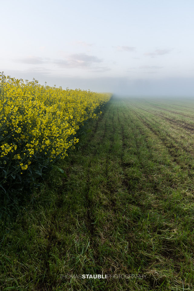 Nebel über den Rapsfeldern im Reusstal