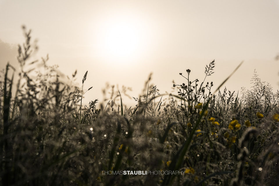 Gräser im Gegenlicht