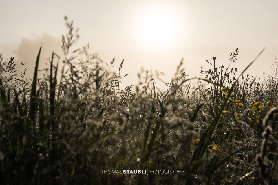 Gräser im Gegenlicht
