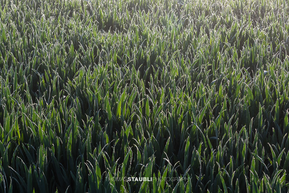 Gräser mit Morgentau im Gegenlicht