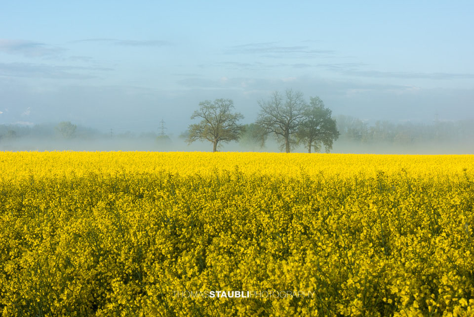 Morgennebel über gelb blühenden Rapsfeldern im Reusstal