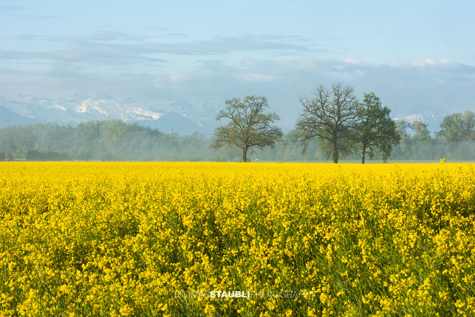 Morgennebel über gelb blühenden Rapsfeldern im Reusstal