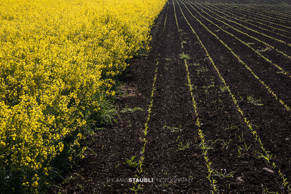 gelb blühende Rapsfelder im Reusstal