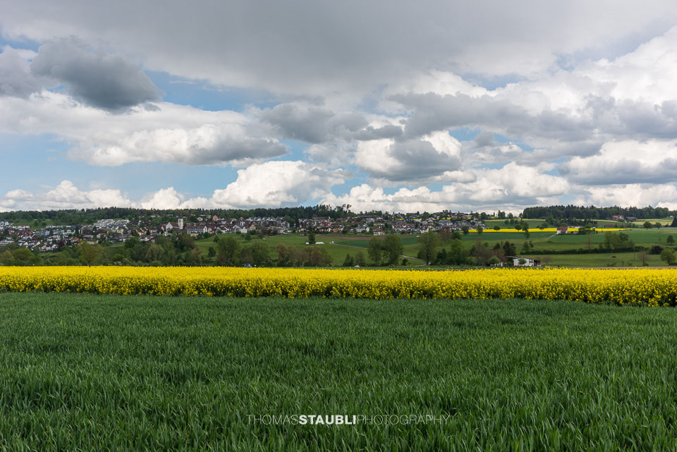 Wolkenhimmel und gelb blühende Rapsfelder in Oberlunkhofen im Reusstal