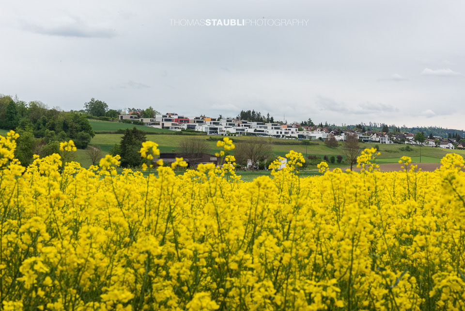 blühende Rapsfelder im Reusstal