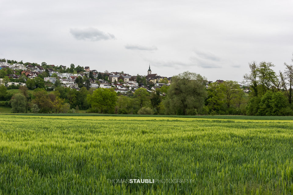 Kornfeld im Reusstal