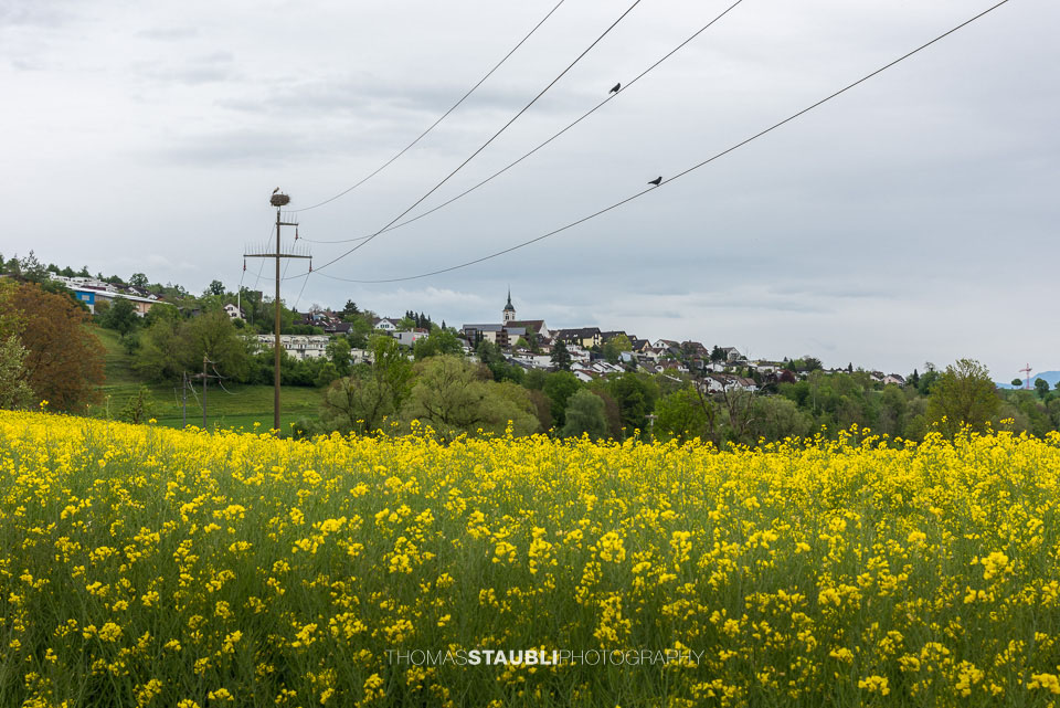 blühende Rapsfelder im Reusstal