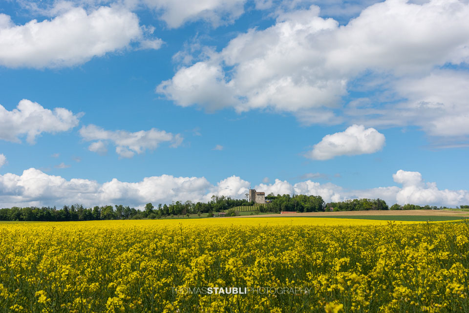 blauer Wolkenhimmel und blühende Rapsfelder bei Habsburg