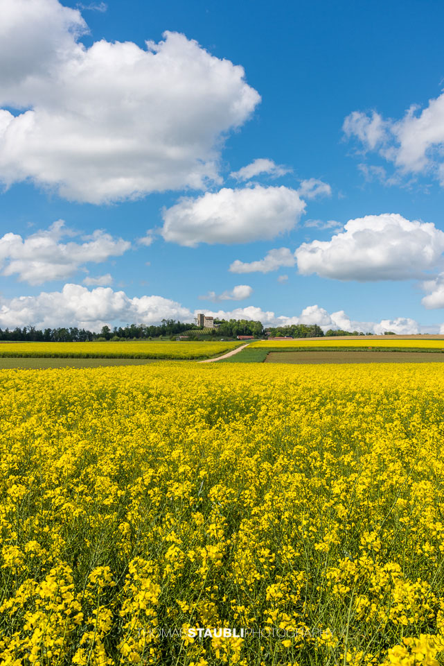blauer Wolkenhimmel und blühende Rapsfelder bei Habsburg