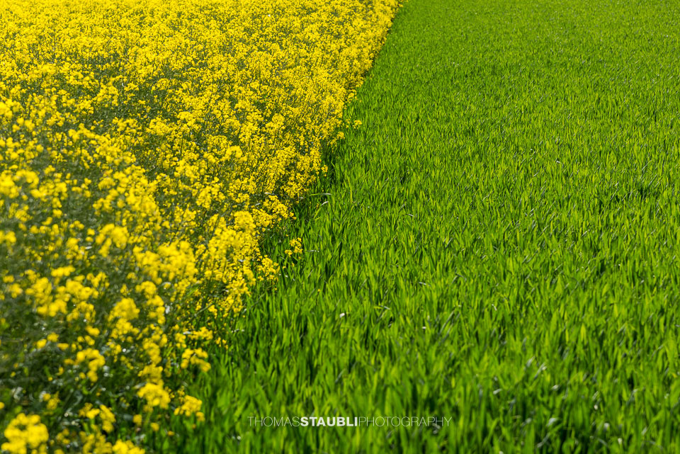Rapsfelder bei Habsburg