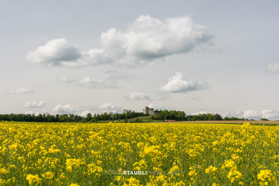 Rapsfelder bei Habsburg