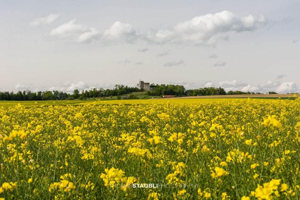 Rapsfelder bei Habsburg