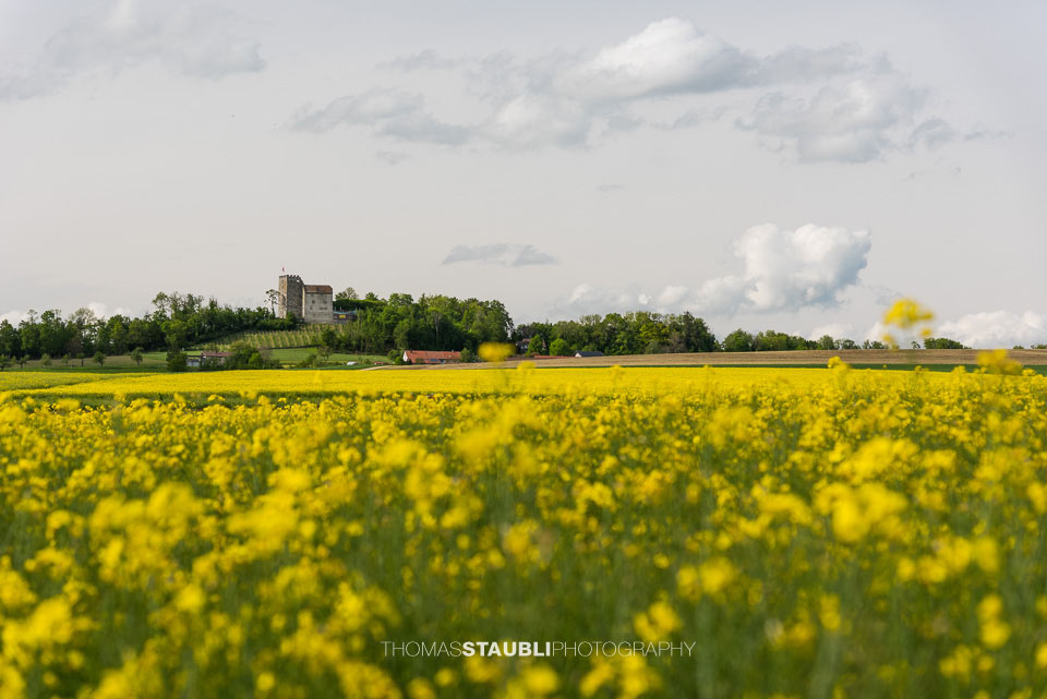 Rapsfelder bei Habsburg
