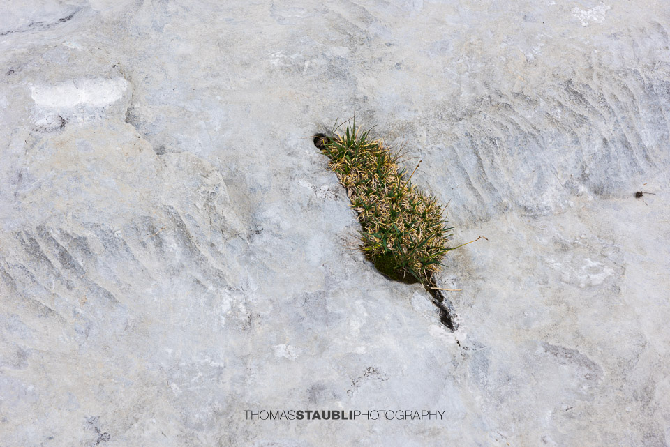 Gräser in einer Spalte