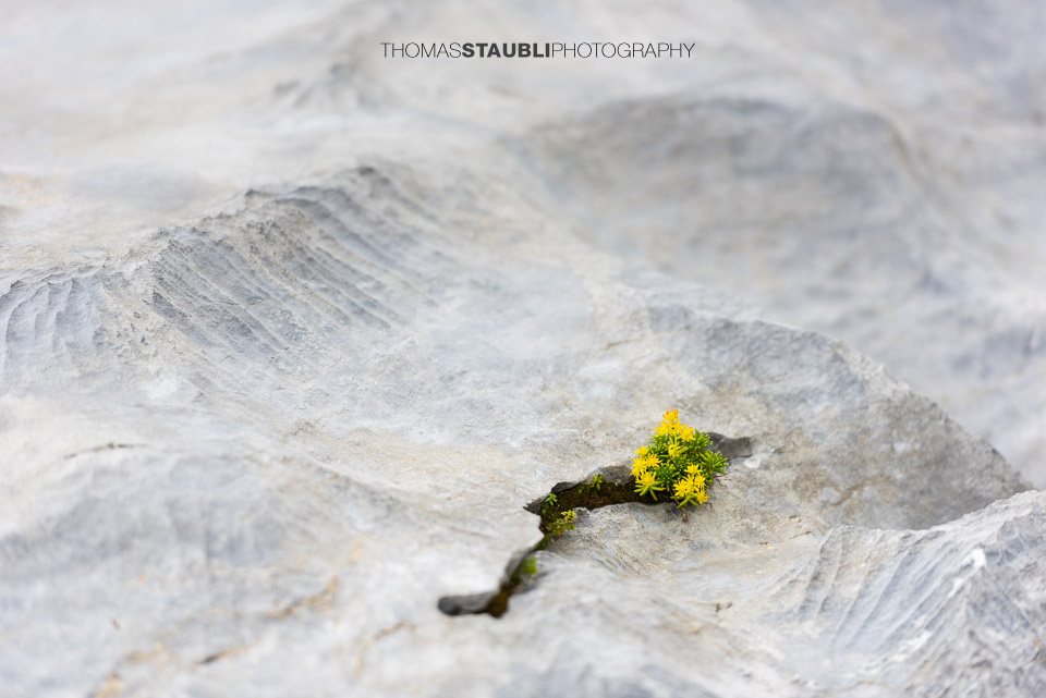 Steinbrech – ein Überlebenskünstler