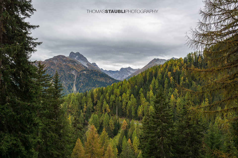 Lärchenwald im Unterengadin